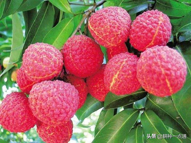 冰荔荔枝有什么特点(学会这冰荔种植技术收入翻倍)