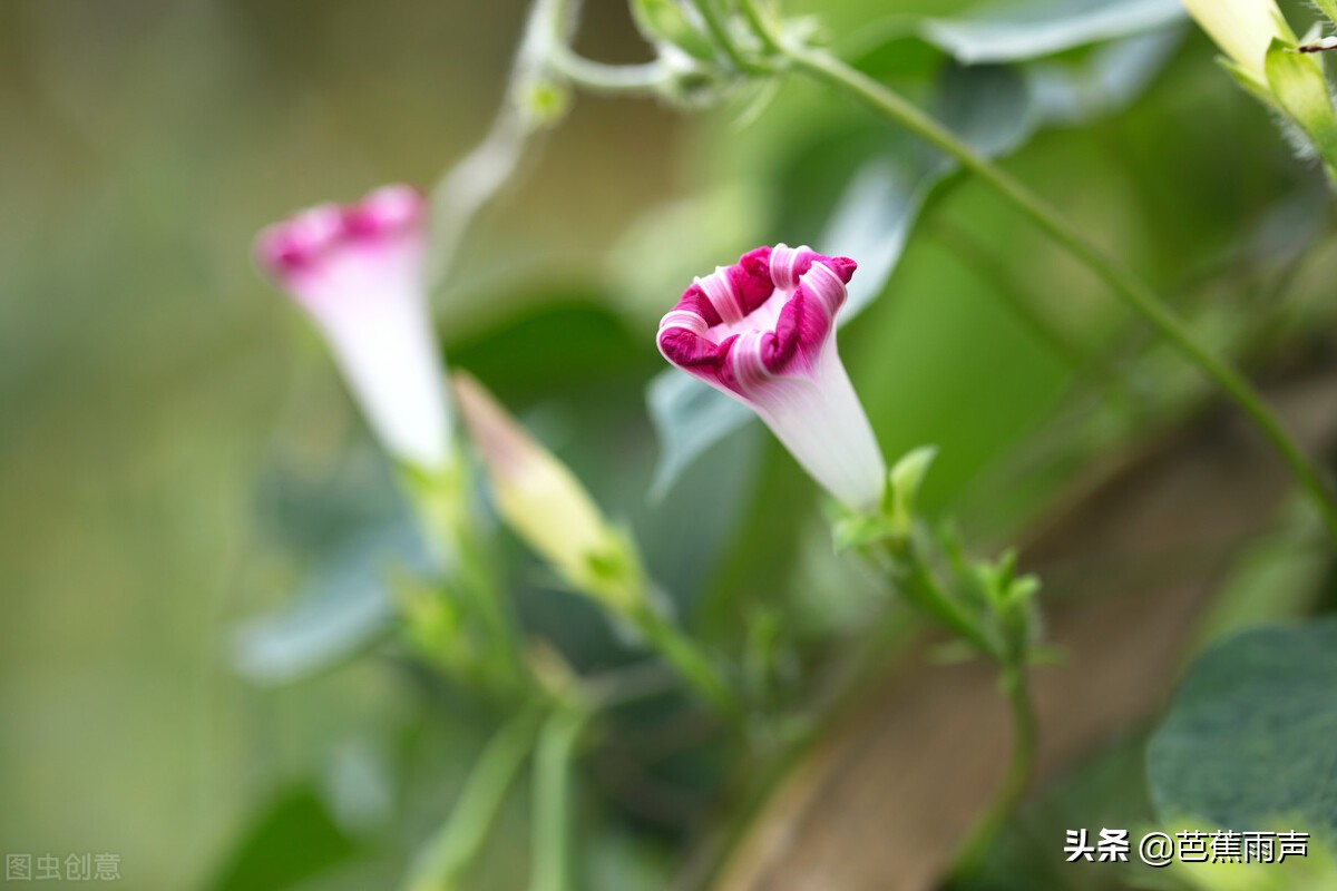 秋花冉冉，微风凉