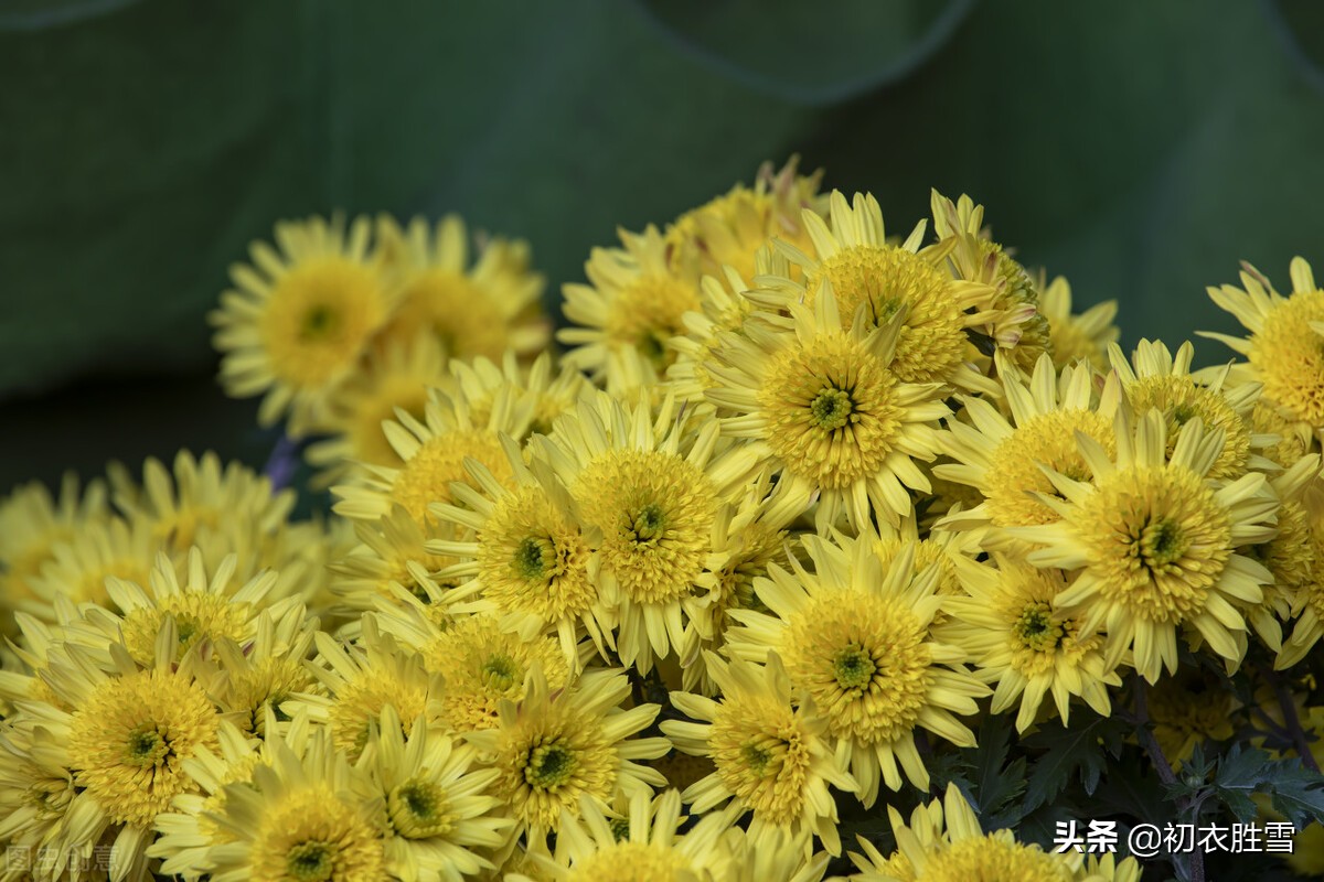 重阳节菊花美诗九首：九日重阳节，开门有菊花