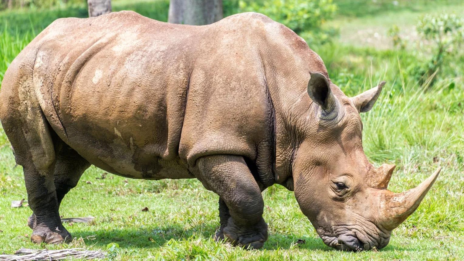 其实这一点也能够从犀牛总是待在陆地上可以看得出来