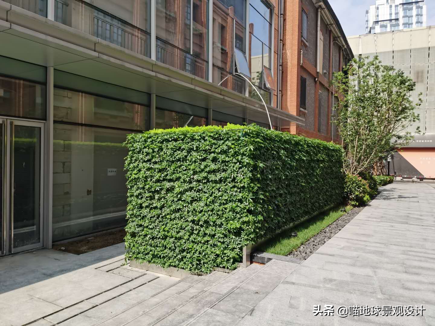 红叶石楠绿篱图片(22种私家庭院常用的围墙绿篱)