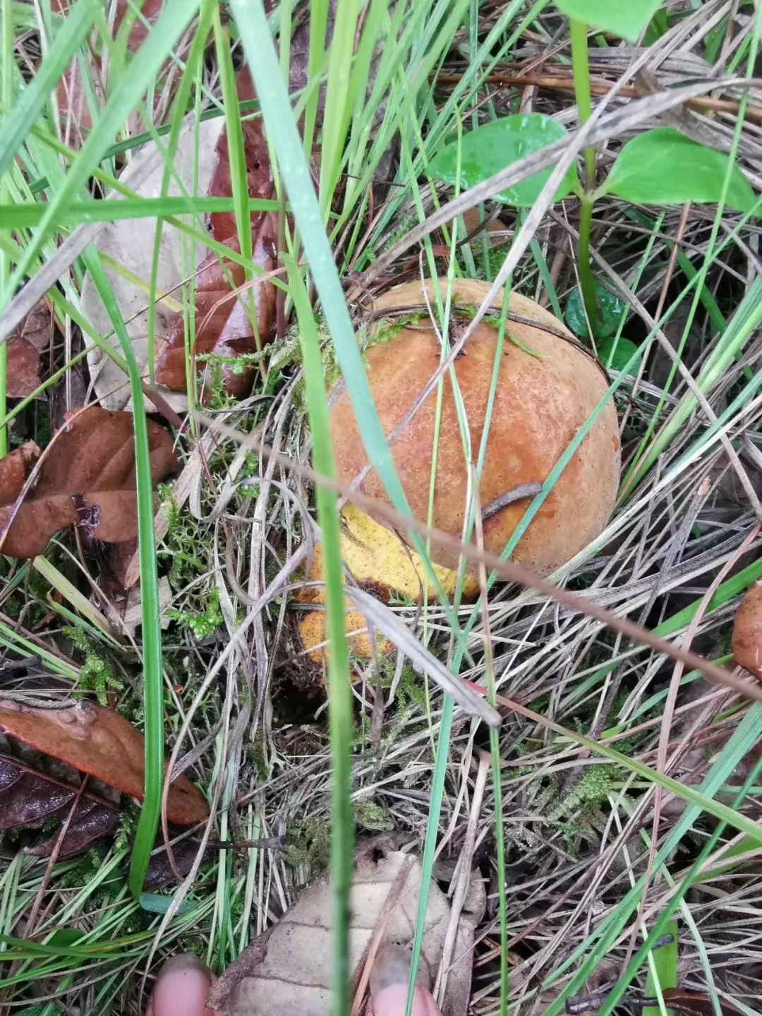 【九龙杯】菌子的故事