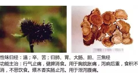 300个中草药图谱（附主治功效），知道一半就太牛了（上）