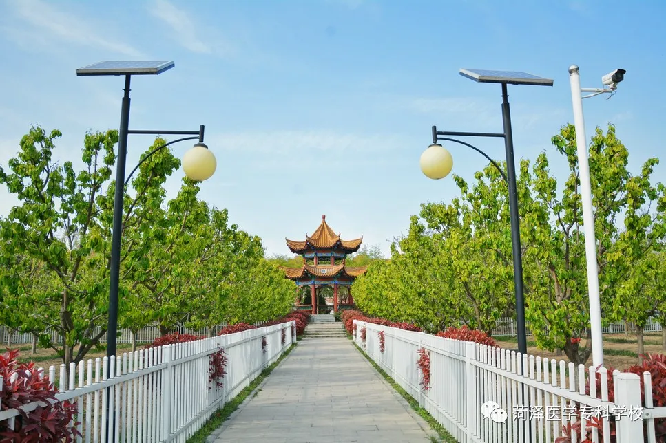 菏泽医学专科学校牡丹，又是姹紫嫣红开遍