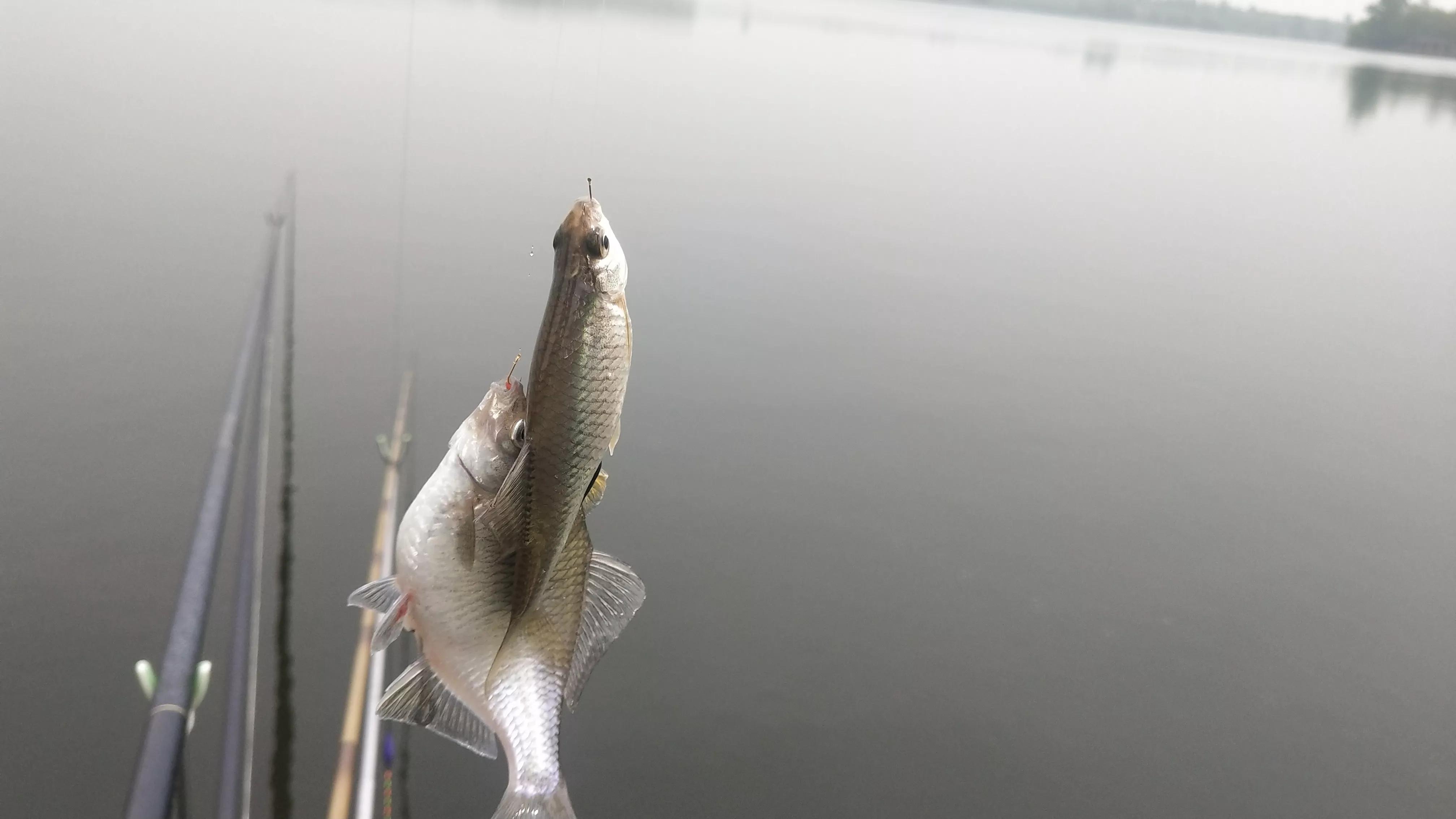 釣魚圈大咖之爭:引出多少內幕,又有多少