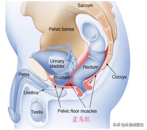 凯格尔运动正确做法(提高性功能的锻炼方法——凯格尔运动)