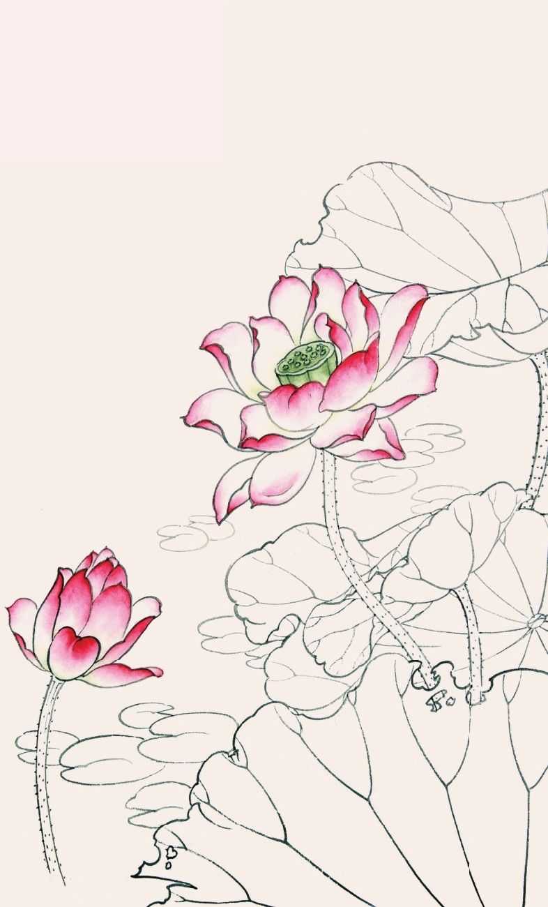 工笔画教程:荷花白描线稿和上色详细步骤图解,简单易学,收藏!