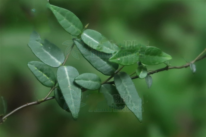 千斤力草药图片(扶芳藤) - 赤虎壹号