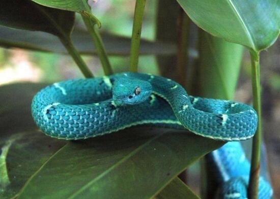 蓝色的蛇有哪些(图文讲解全球最罕见的3种蛇)