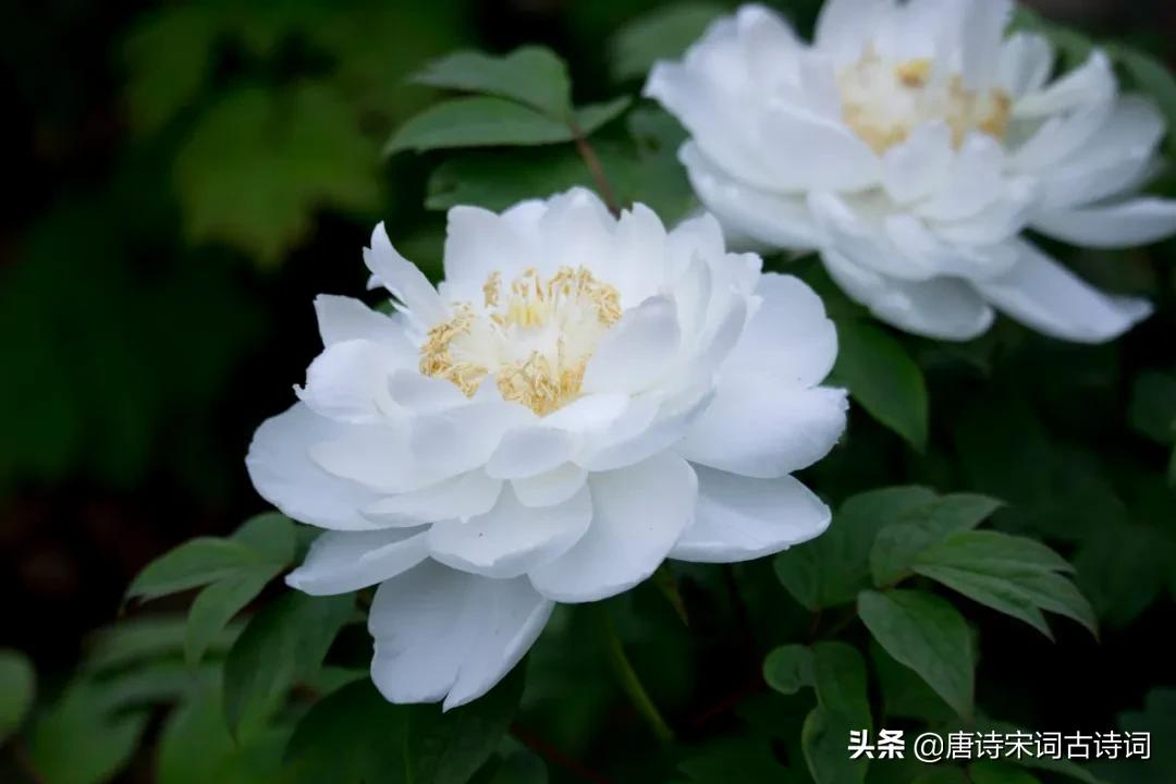 唯有牡丹真国色