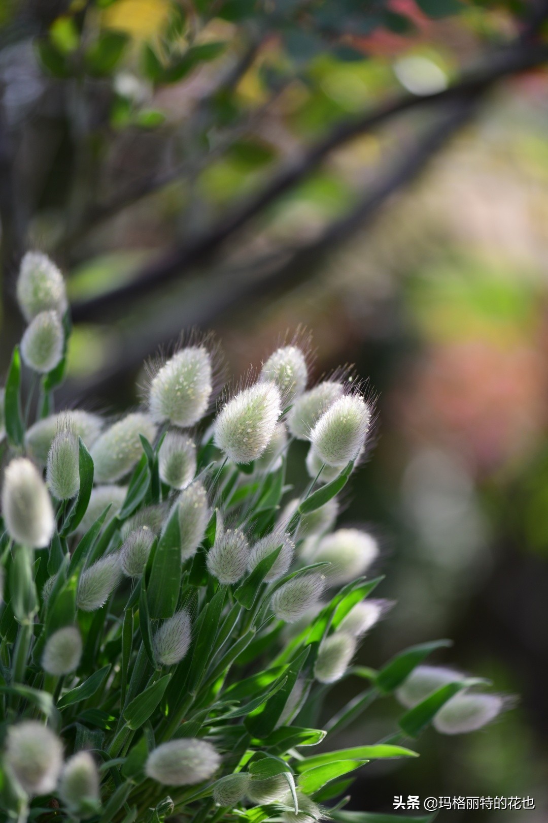 小兔子狼尾草(软萌可爱的小兔子狼尾草以及养护要点)