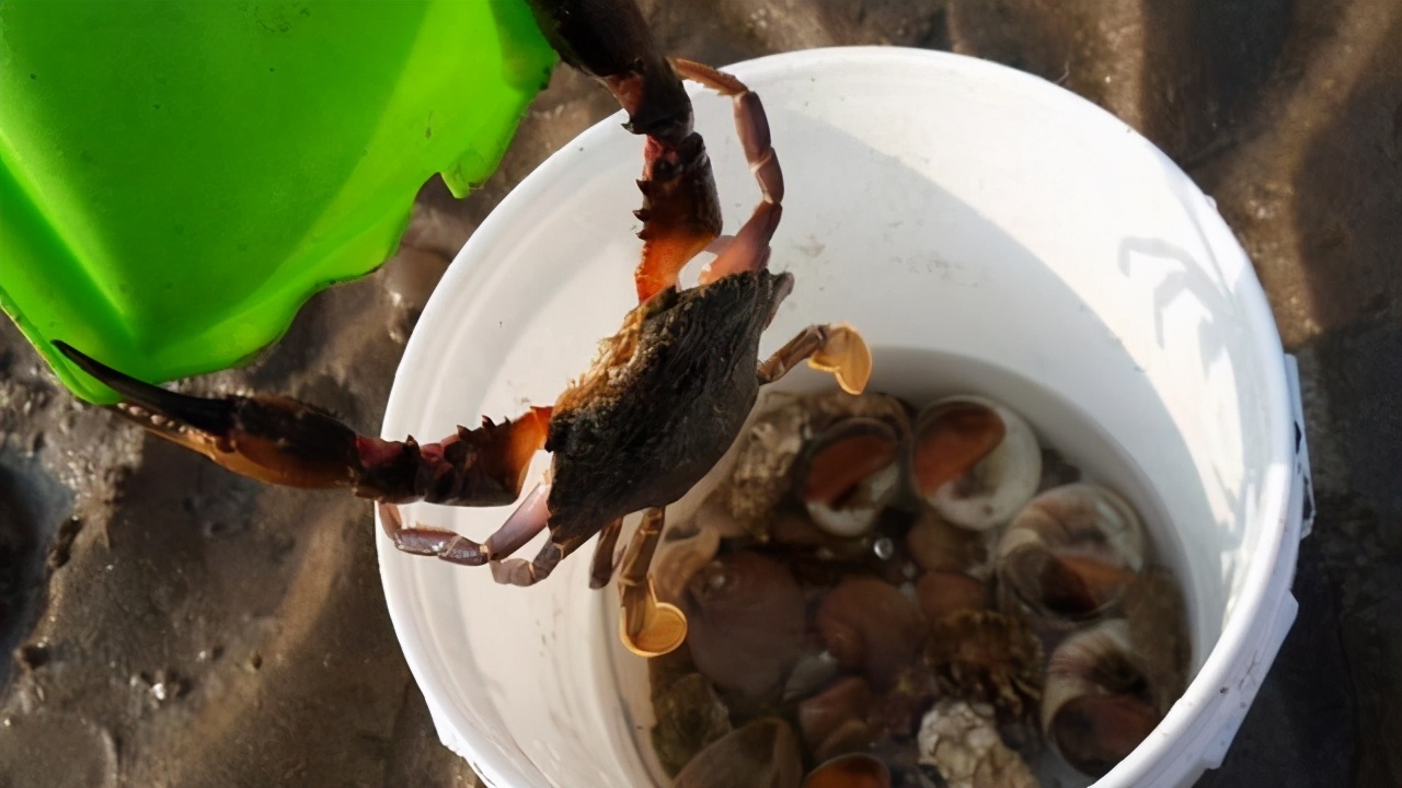 螃蟹怎么养才能活得长久一些，用这2种方法保鲜会更久？