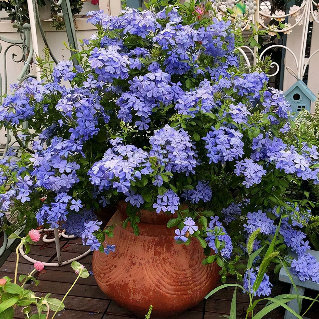 20种“懒人”花草，阳台客厅必备，好养好看，还能净化空气