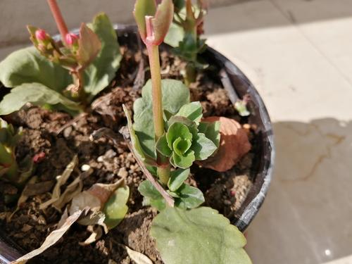 天气变凉爽,刚苏醒的植物该怎么养护?做好这些,盆栽状态完美