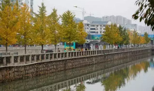 苏州大学银杏季，预约参观开始啦！开放14天，共10800个名额