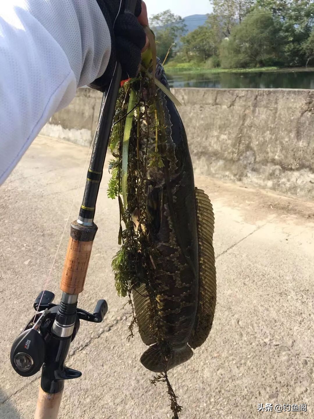 路亞黑魚,
