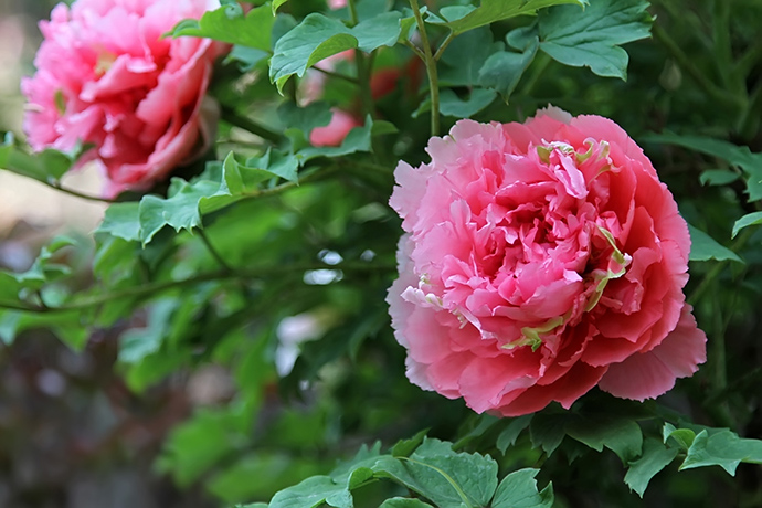 花开富贵唯牡丹，“花中藏花”的牡丹你见过吗？