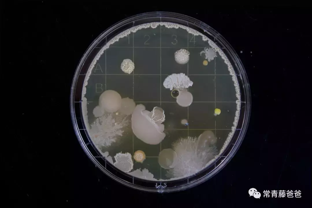 深度剖析孩子吃进肚里的烤肠：肥油、细菌、添加剂、致癌物……