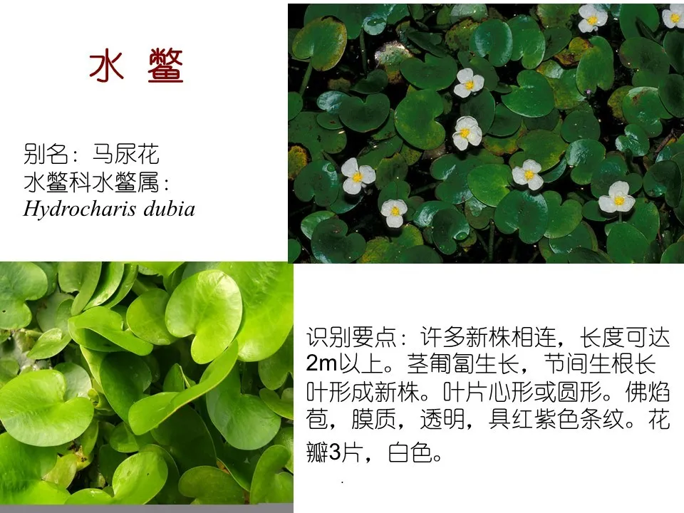 改善水质最强的水生植物(80种常见水生植物介绍)