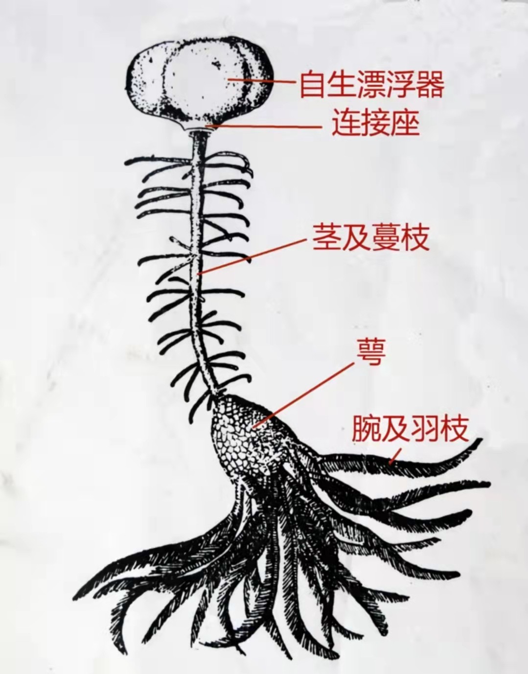 异形原型竟是3亿年前的“螺丝钉”，从繁盛到灭绝，它依然存在