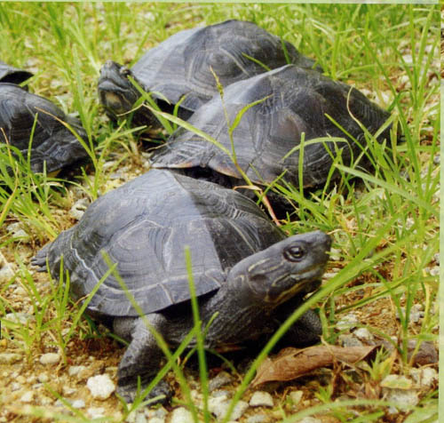 學名:chinemys nigricans,英文名:red-necked pond turtle,別名彩龜