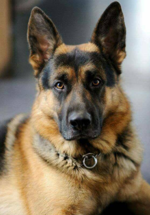 聪明犬种排行：边牧第一，博美紧随其后，再是金毛等。