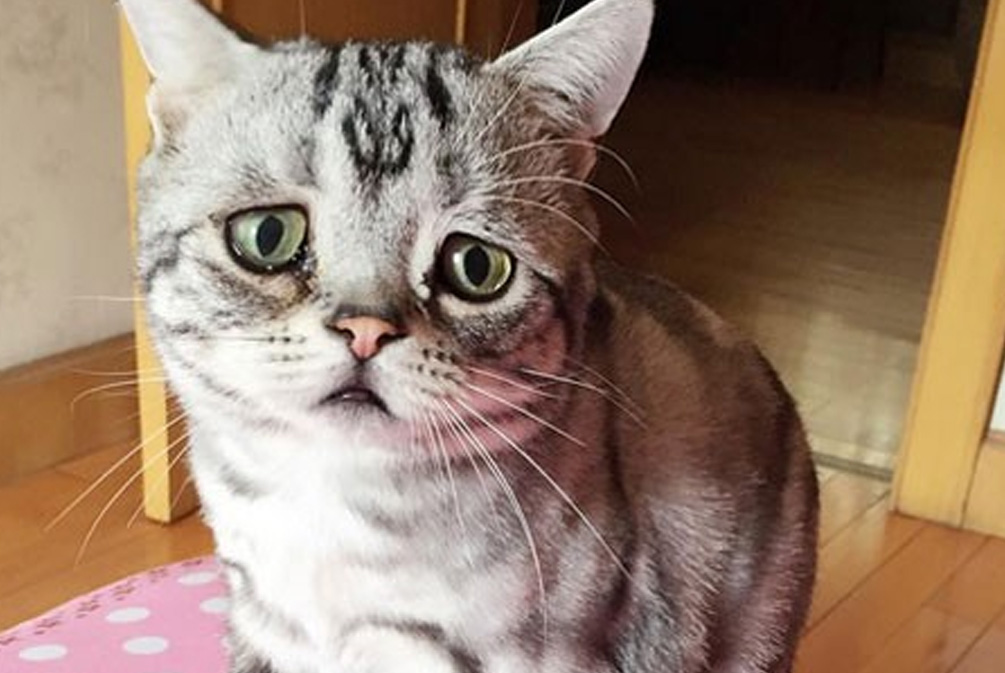 猫咪哭泣是受了委屈？别逗了！猫主需警惕导致猫咪流泪的真实原因