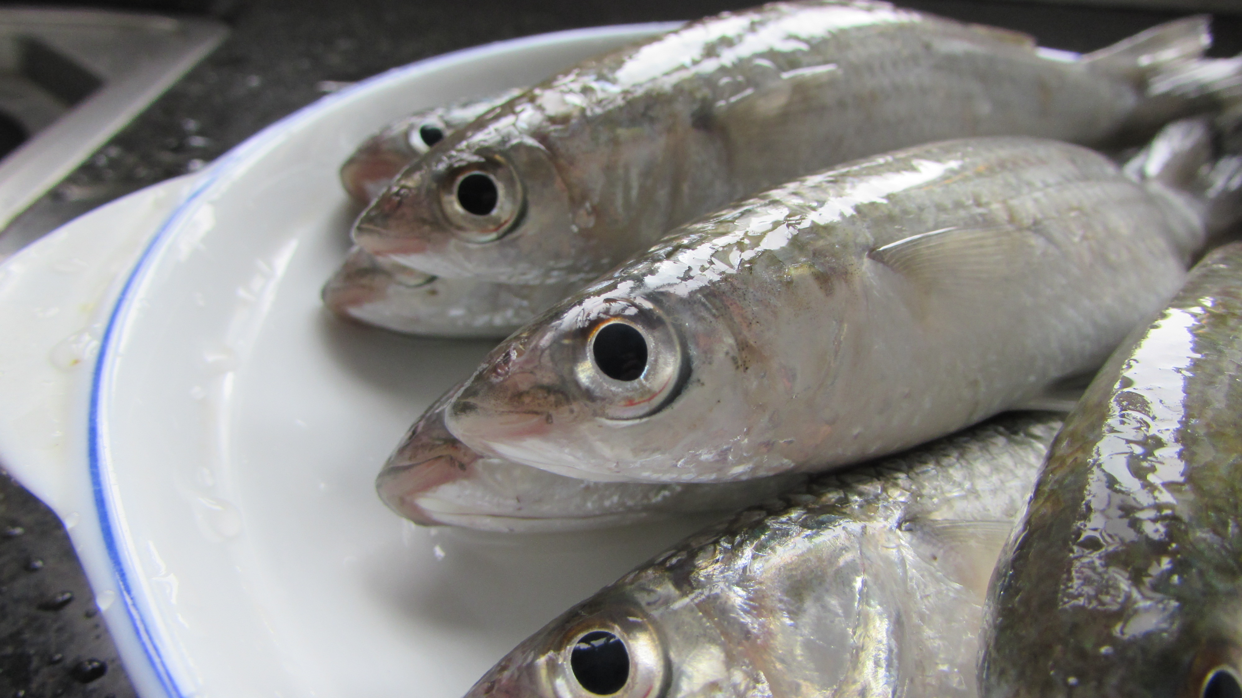 宁波的小海鲜种类不少,鲻鱼和柴鱼放在你面前,分得清楚吗