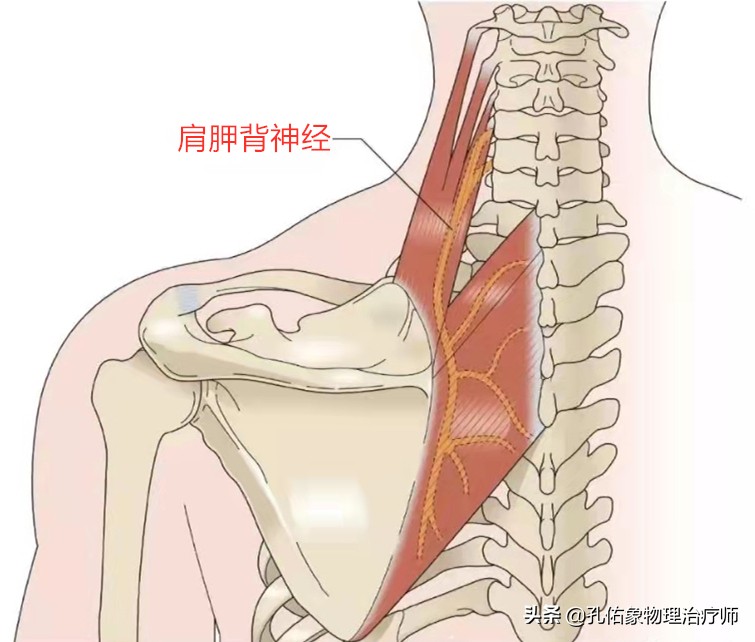 肩膀及肩胛骨内侧缘疼痛，是怎么回事？要如何治疗？请看此文