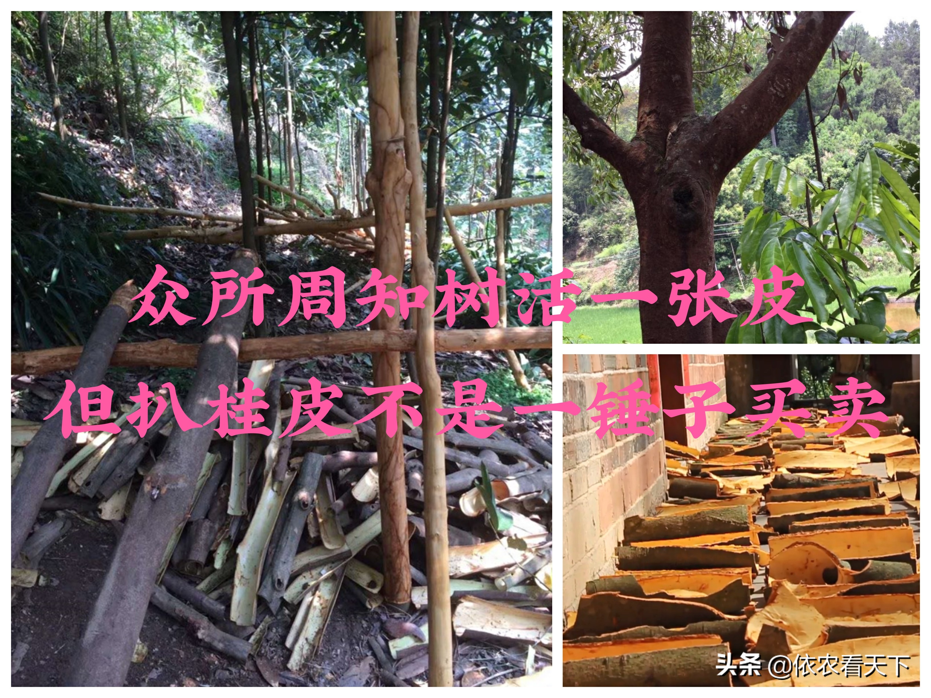 都会死,产桂皮的"桂树"(包括肉桂树和其它产桂皮树种)们当然也不例外