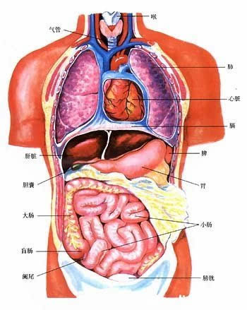 髒,包括心,肝,脾,肺,腎五個器官(五臟),主要指胸腹腔中內部組織充實的