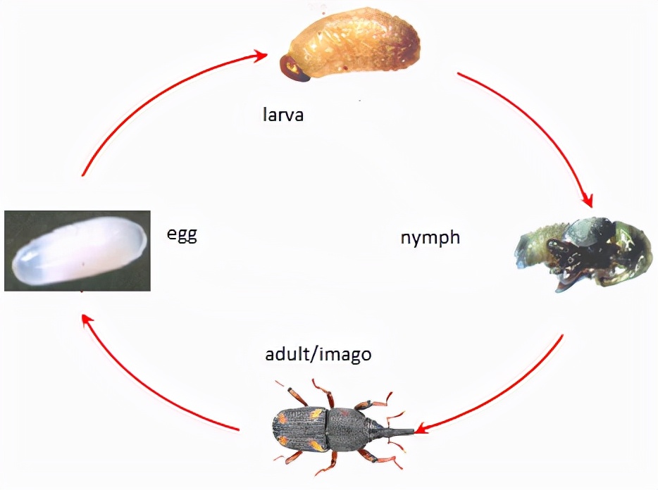 米袋里为何总是凭空出现米虫?其实刚买的大米,已有它们的虫卵