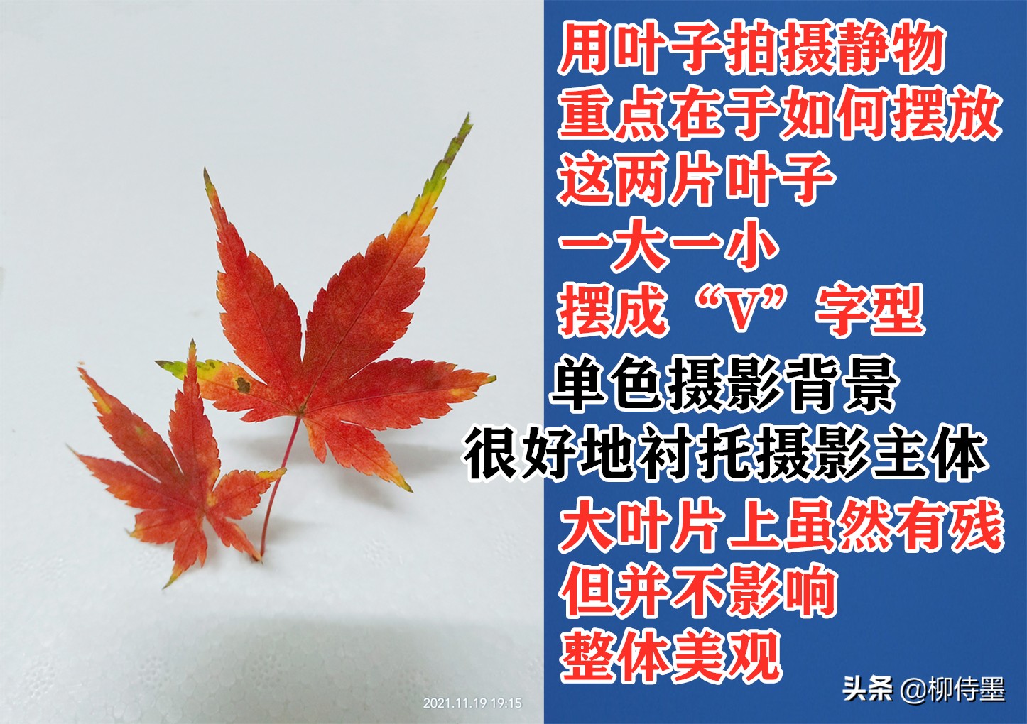 叶子形态各有千秋，跟着摄影师学拍照，拍美“一叶知秋”