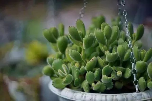 最美的尼姑庵，不烧香只种花，看一眼就想出家