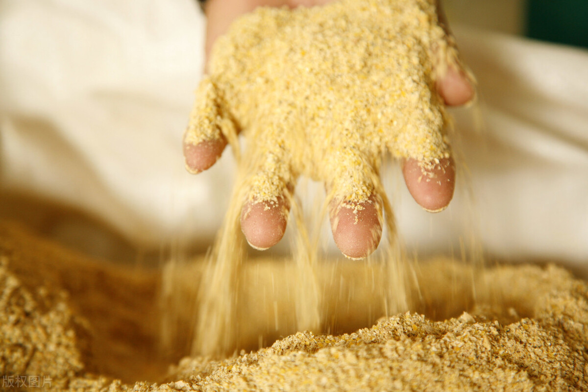 玉米维持1.4元，饲料突然降价，养猪户期盼的事还是来了