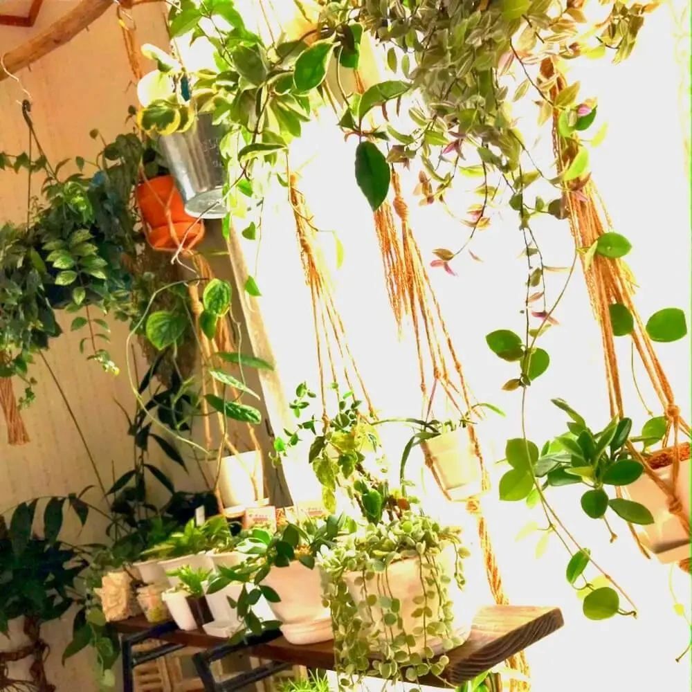 来看看各地花友在家布置的观叶植物,你觉得谁家的最美?
