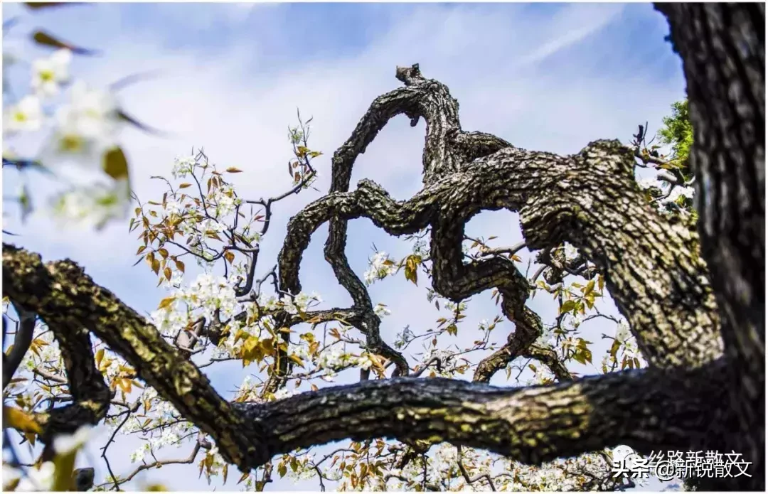 老梨树的含义 _飞翔号