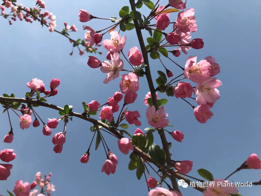垂丝海棠：枝似轻丝袅袅垂，娇柔含羞如春醉