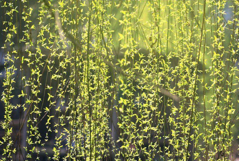 春天的新绿怎么拍?20张例图8个摄影技巧,拍文艺唯美风景照