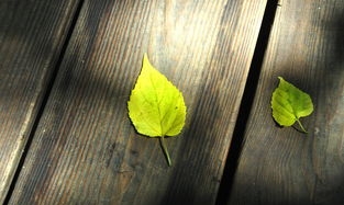 6篇写妈妈的高考满分作文:真挚动人，堪称范文