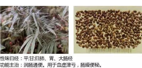 300个中草药图谱（附主治功效），知道一半就太牛了（上）