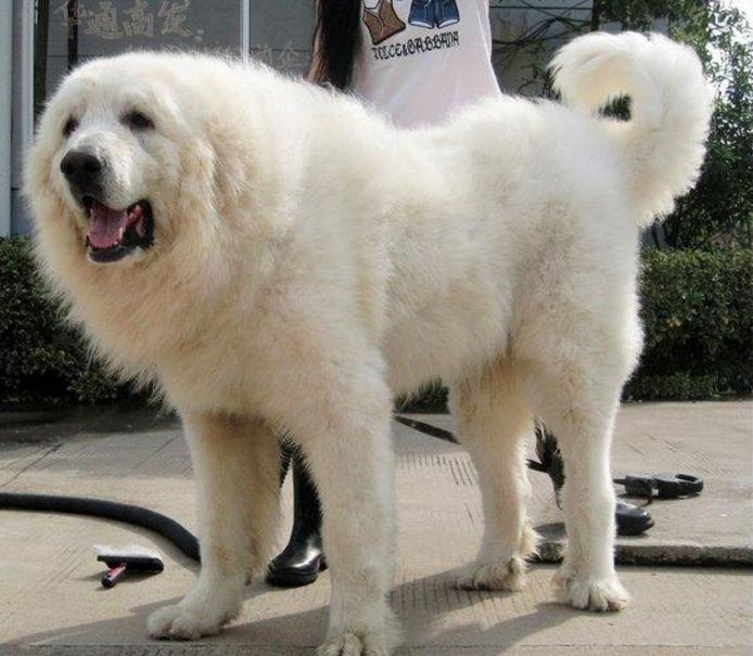 我们怎样养一头"大白熊"?