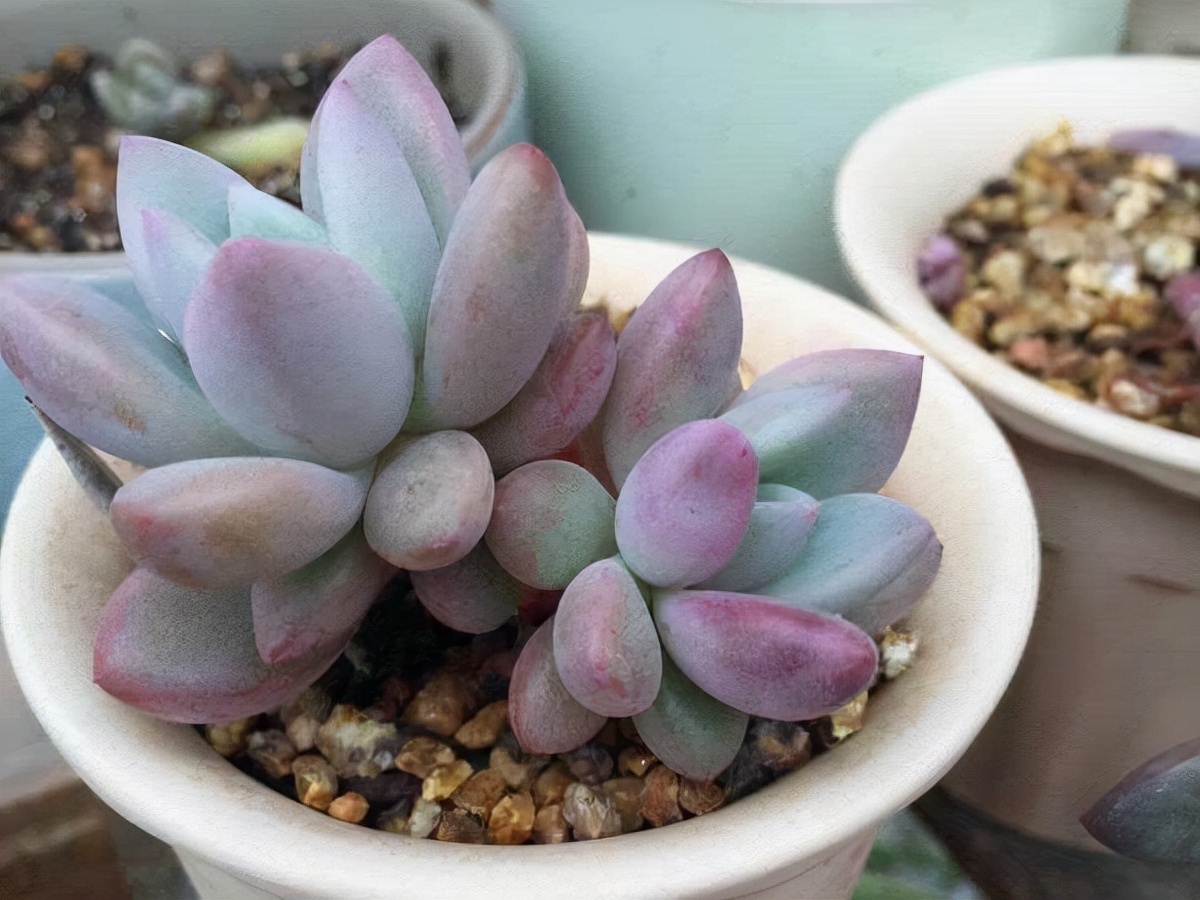 奥普琳娜由于叶片肥厚,带有白粉,出出状态的时候颜色粉紫,被花友们