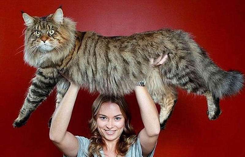 年度最受欢迎的十大猫咪品种，第1名你养过吗？