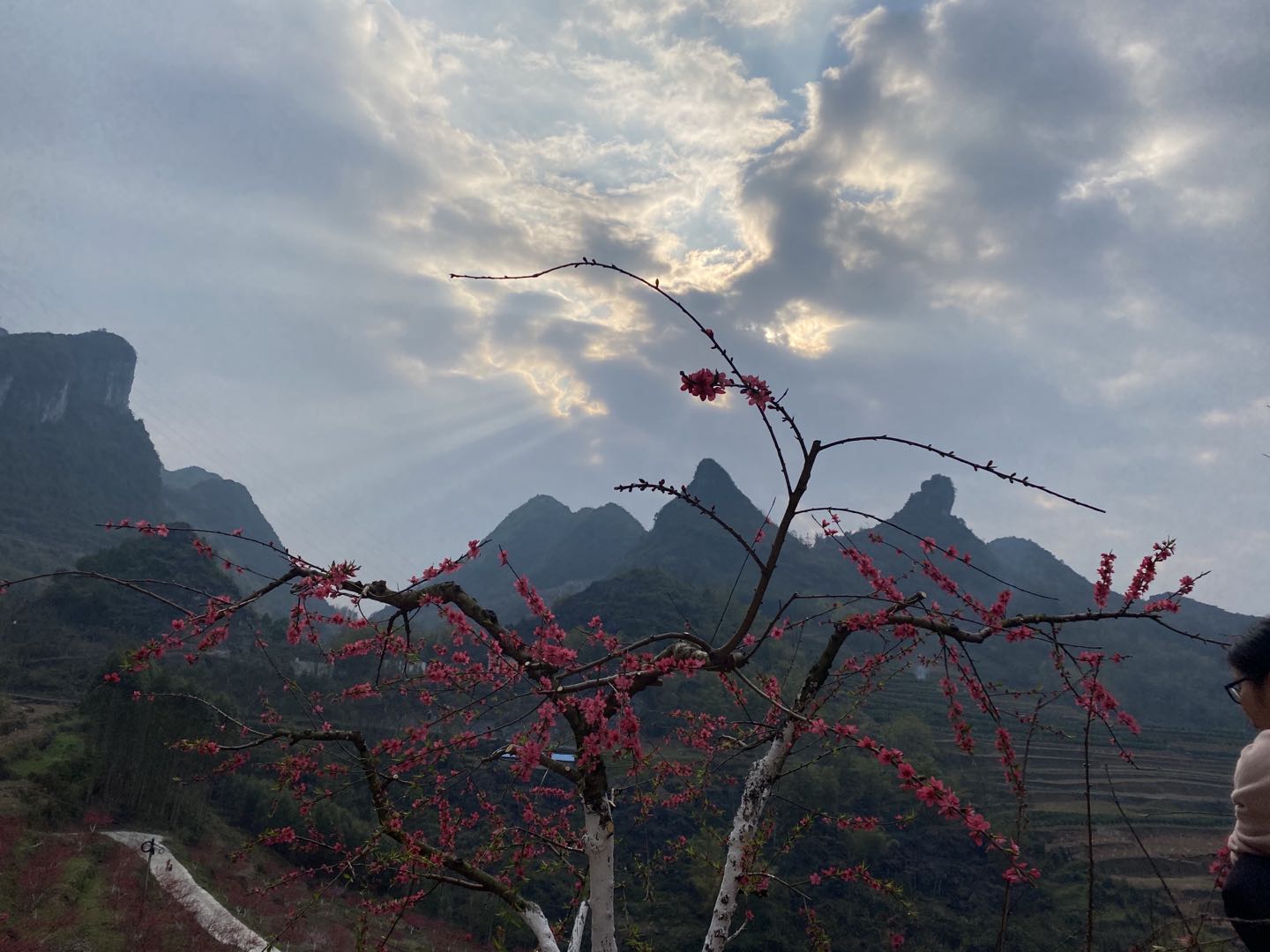 马山鹰嘴桃｜桃花与云海相伴，美如画卷