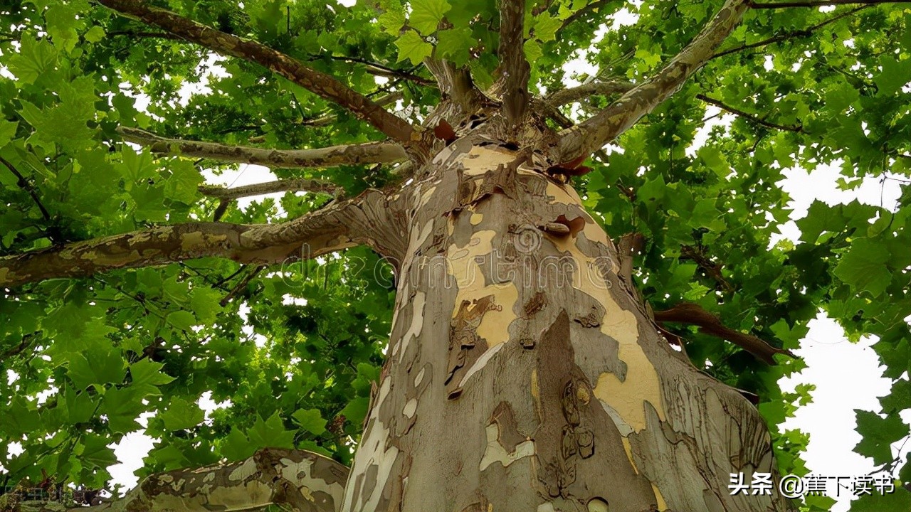 梧桐树的寓意梧桐树一叶落知天下秋