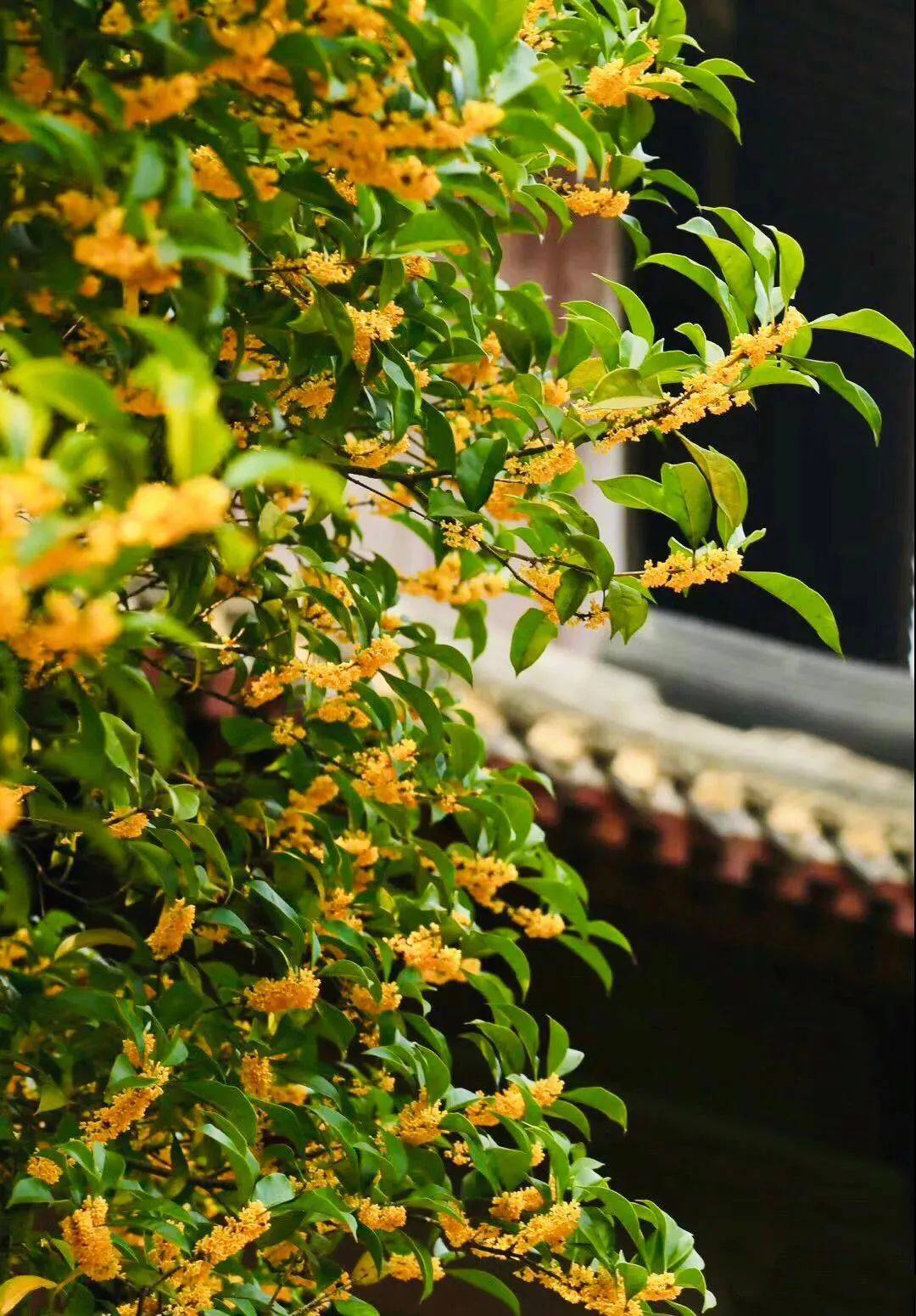 桂子月中落，十里飘香醉故乡