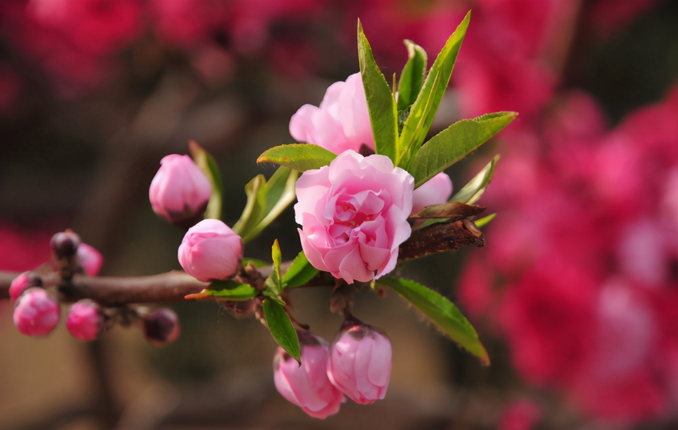 桃花開的季節(「詩詞鑑賞」三月桃花開,十首桃花的詩詞,驚豔了整個