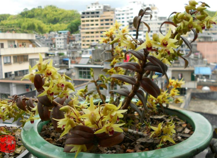 石壁上一种野草，比重楼要珍贵，古代是“御贡仙草”，1斤值几百