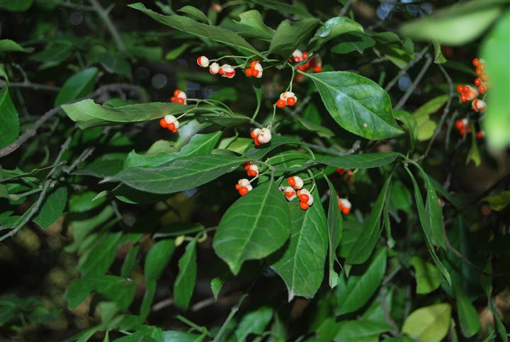 千斤力草药图片(扶芳藤) - 赤虎壹号